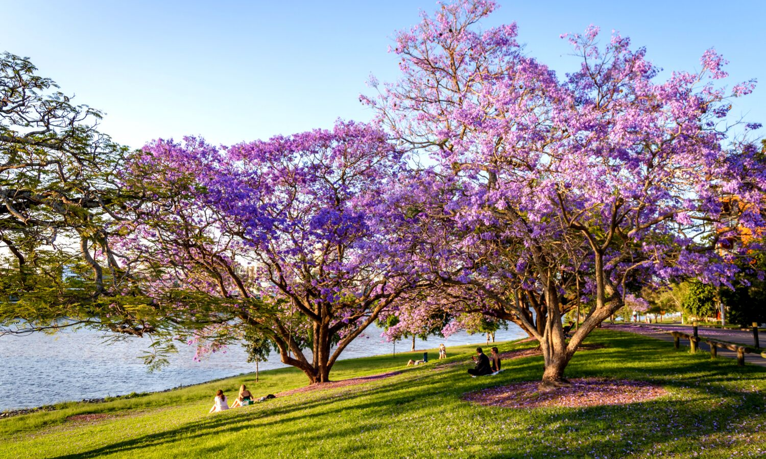 Photo of Jacaranda trees. They are in full bloom with purple blossoms. People are sat on the grass beneath them. 
