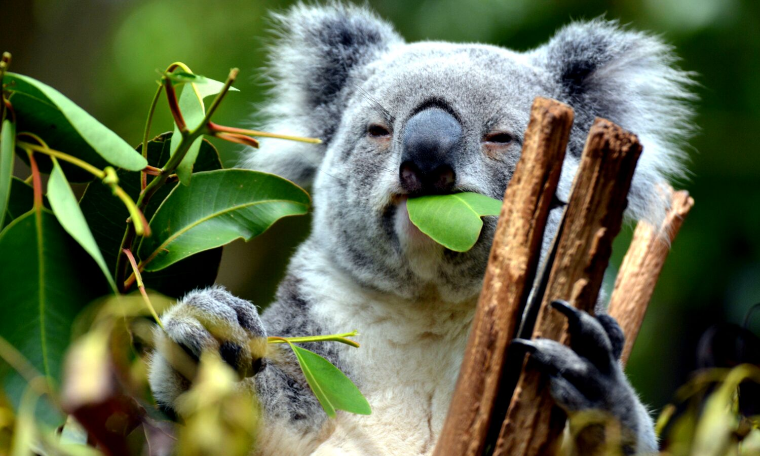 Picture of koala bear munching on some leaves. 