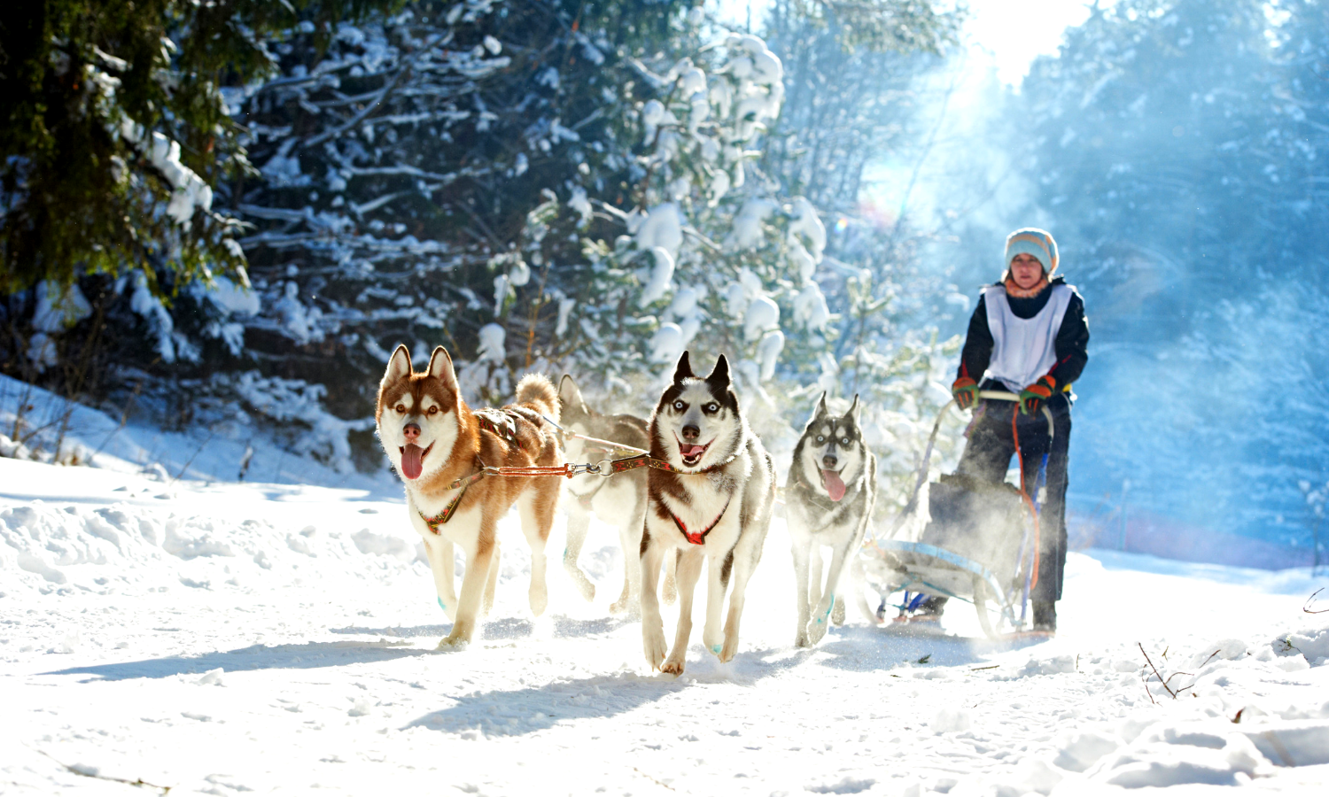 Image of woman on a dog sled.