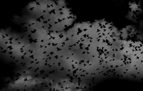 London Crows