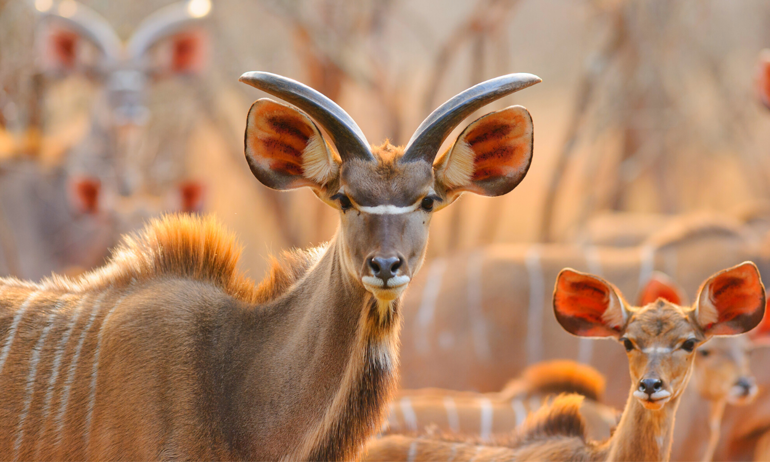 antelope in botswana