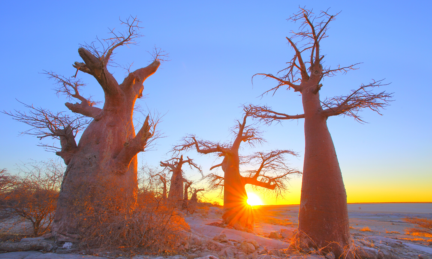 Botswanan trees in front of sunset