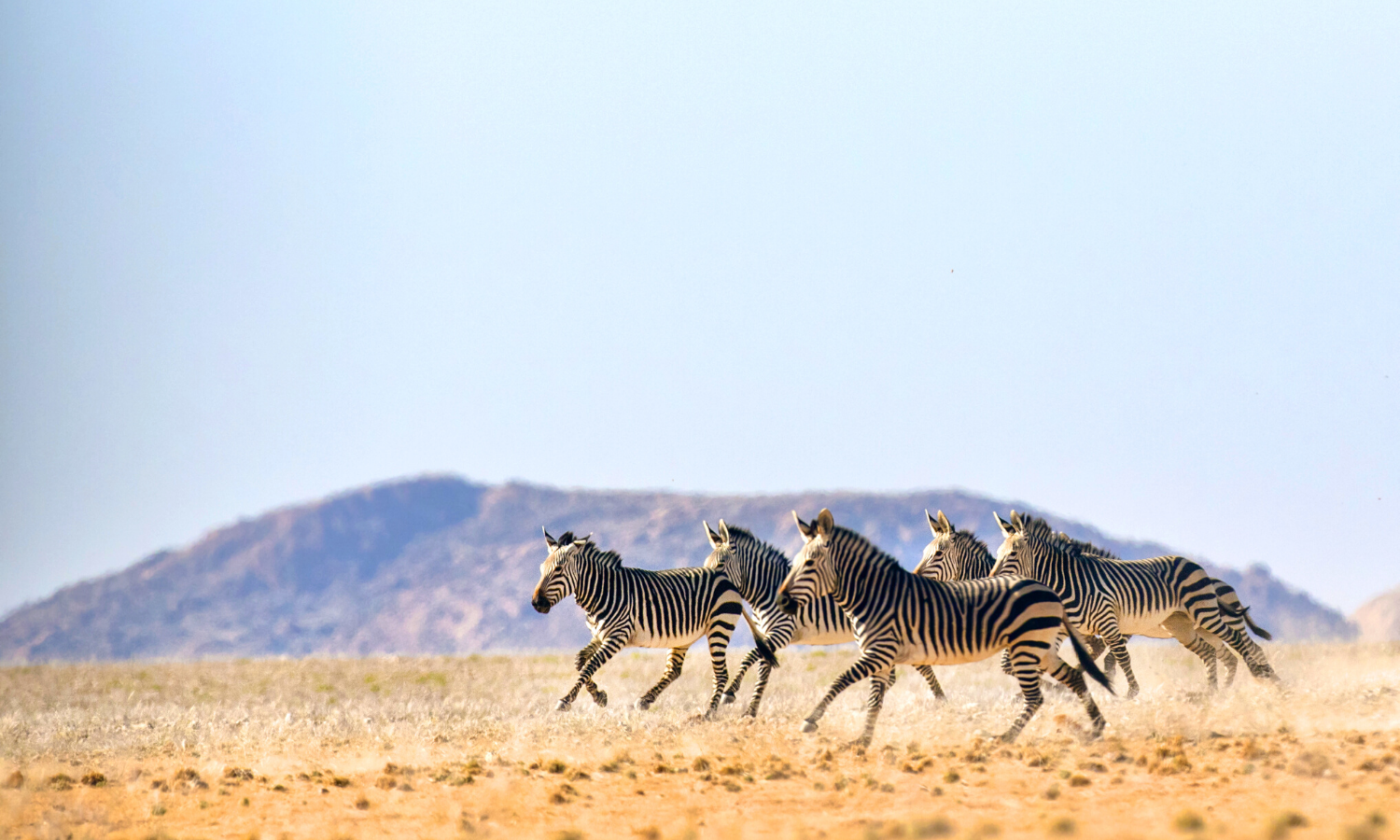 zebras in botswana
