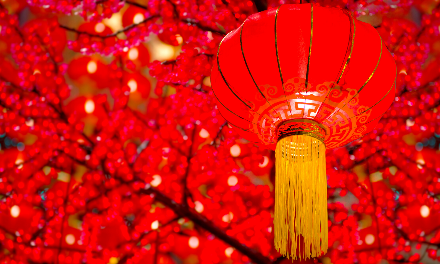 Red Chinese lantern hanging from a tree