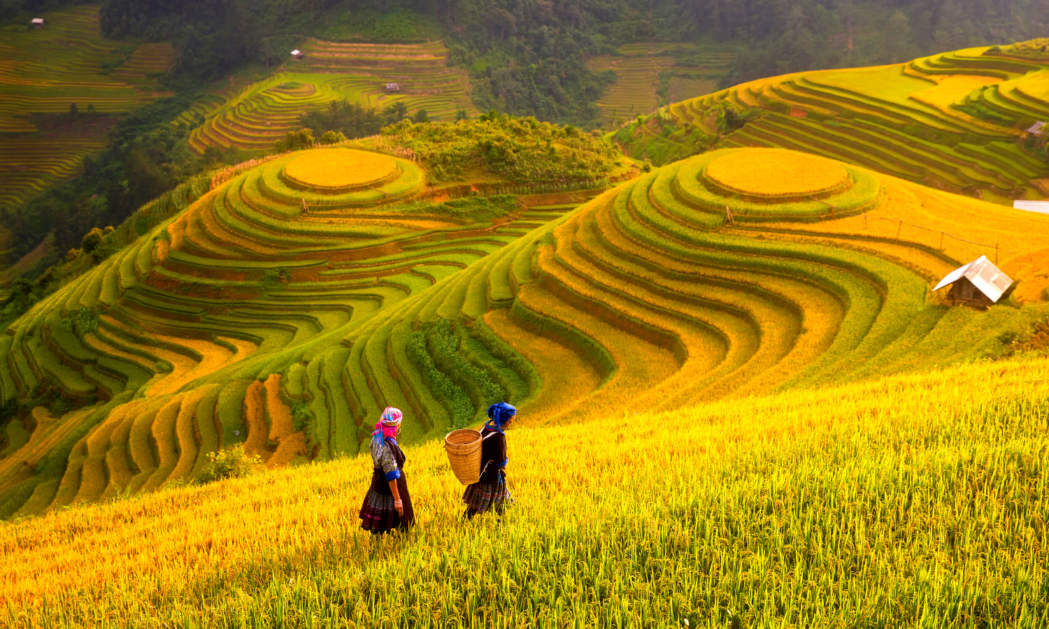 Vietnamese countryside