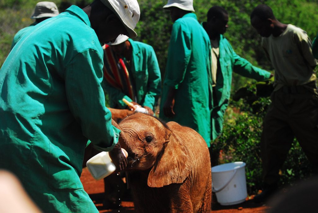 Volunteer feeding elephants